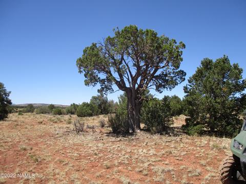 7774 Lasso Loop, Williams, AZ 86046 photo 4