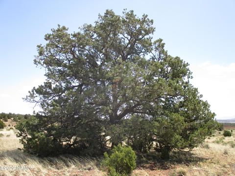 7774 Lasso Loop, Williams, AZ 86046 photo 7
