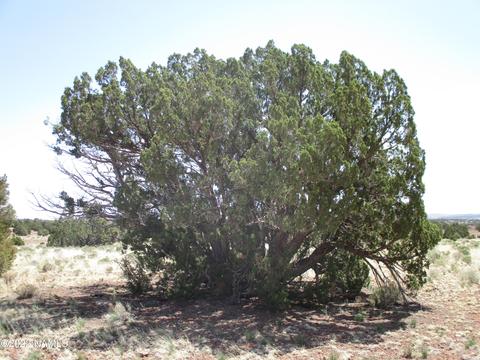 7774 Lasso Loop, Williams, AZ 86046 photo 13