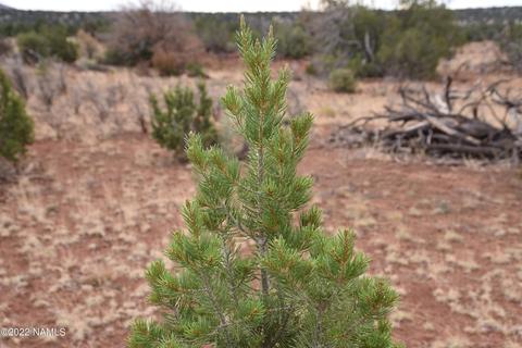 6198 Bird Dog Cir, Williams, AZ 86046 photo 6