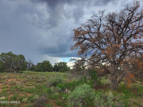 3330 E Lampe Ln, Williams, AZ 86046 photo 4