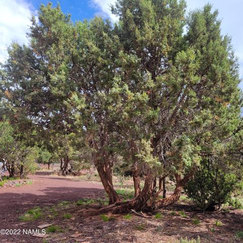 1309 W Wolf Ln, Williams, AZ 86046 photo 27