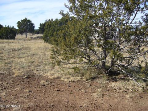 1608 E Prospect Ln, Williams, AZ 86046 photo 3