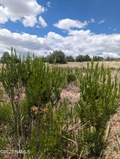 6443 Black Burro - 1002 Ac Loop #LOT B, Williams, AZ 86046