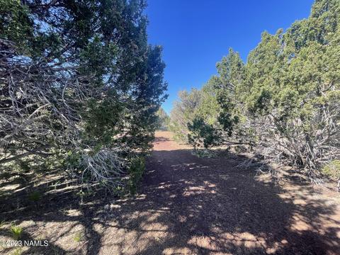 1340 E Galewood Dr, Williams, AZ 86046 photo 5
