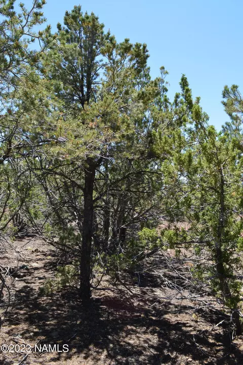 183 E Black Feather Rd, Williams, AZ 86046 photo 18