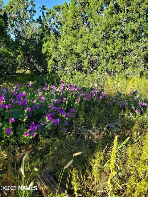 12748 Mesa View Rd, Williams, AZ 86046