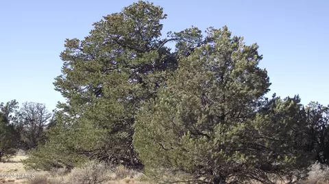 4313 Woodlands Ranch Rd, Williams, AZ 86046