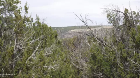 591 E Running Bear Rd, Williams, AZ 86046 photo 5