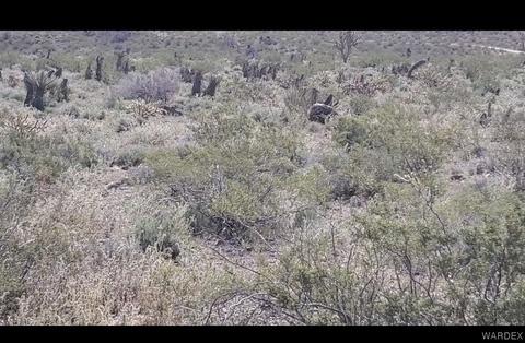 000 Elmwood Dr, Dolan Springs, AZ 86441