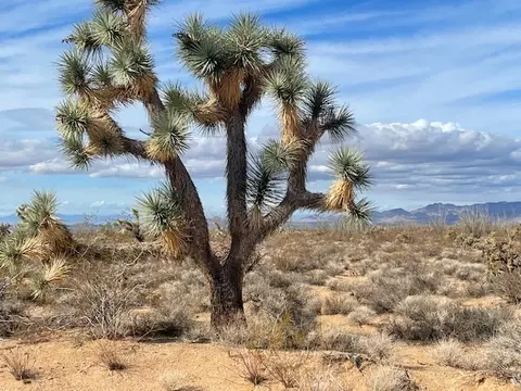 947 S Gene Autry, Yucca, AZ 86438