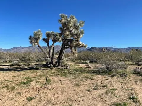 8 E Mary Dr, Yucca, AZ 86438 photo 9