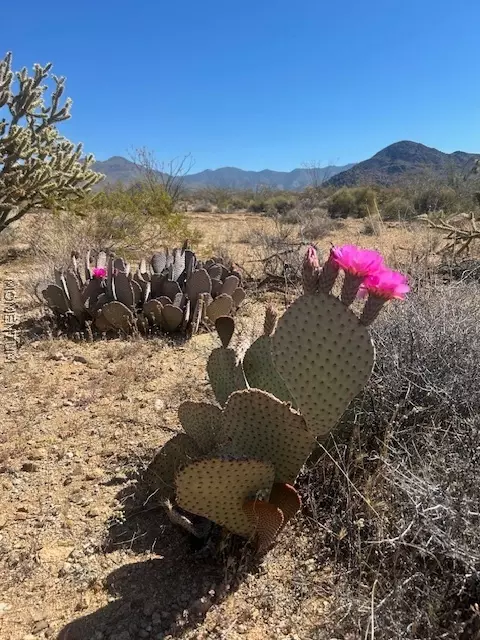 244-08 S 258 S Apache, Yucca, AZ 86438 photo 6