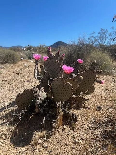 244-08 259 Apache Dr, Yucca, AZ 86438 photo 9