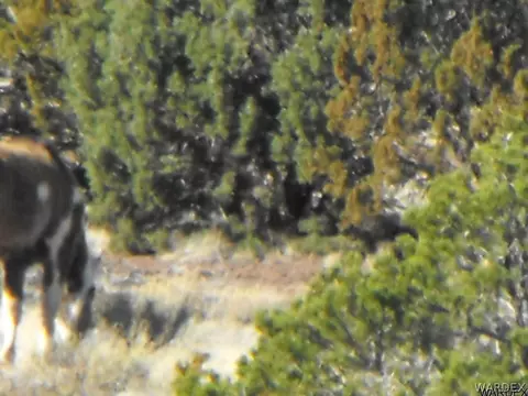 1094 E Broken Wheel Rd, Williams, AZ 86046 photo 6
