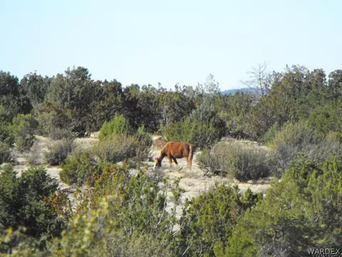 1094 E Broken Wheel Rd, Williams, AZ 86046 photo 3