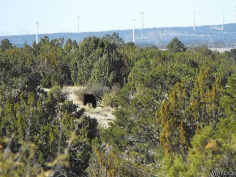 1094 E Broken Wheel Rd, Williams, AZ 86046 photo 5