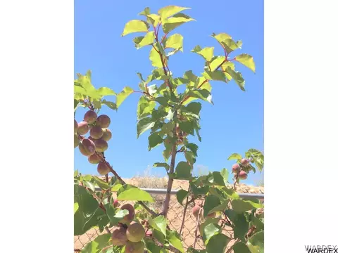 11020 E Spring Valley Dr, Hackberry, AZ 86411 photo 10