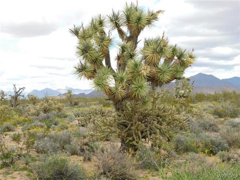 000 E Shadow Ln, Yucca, AZ 86438 photo 7