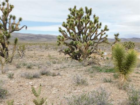 000 W 22nd St, Dolan Springs, AZ 86441