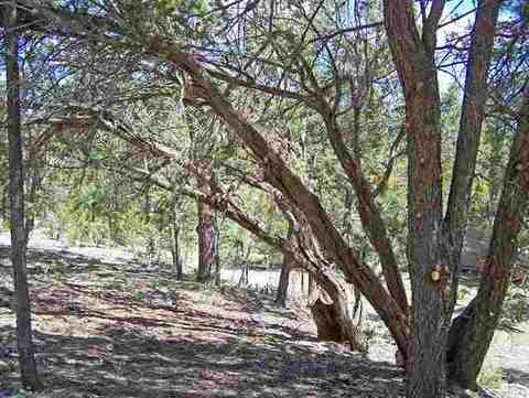 3337 Panorama Dr, Overgaard, AZ 85933 photo 3