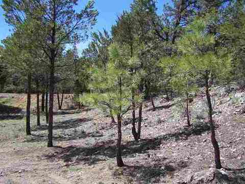 3337 Panorama Dr, Overgaard, AZ 85933 photo 4