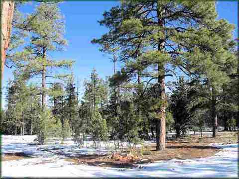2761 Acorn Trl, Overgaard, AZ 85933 photo 4