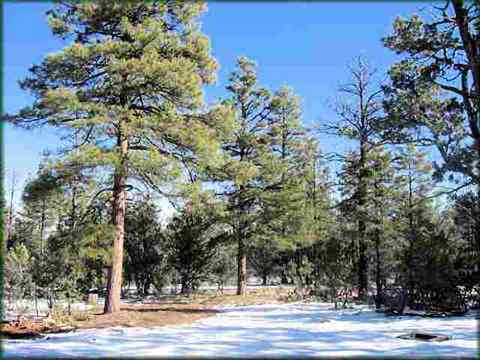 2761 Acorn Trl, Overgaard, AZ 85933 photo 2