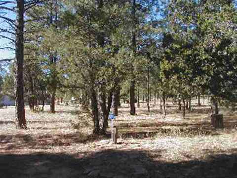 2835 Pine Rim Rd, Overgaard, AZ 85933 photo 9