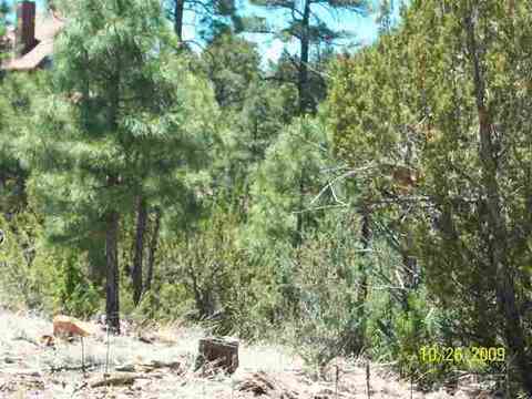 3327 Fall Ct, Heber, AZ 85928 photo 2