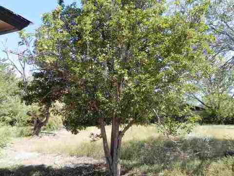 148 E 5th St, Eagar, AZ 85925 photo 28