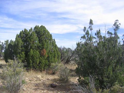 5186 N Eagle Dr, Heber, AZ 85928 photo 3
