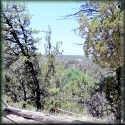 1971 Bradly Ln, Overgaard, AZ 85933 photo 2