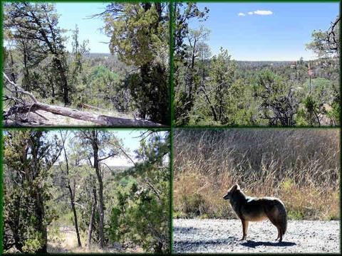 1971 Bradly Ln, Overgaard, AZ 85933 photo 1