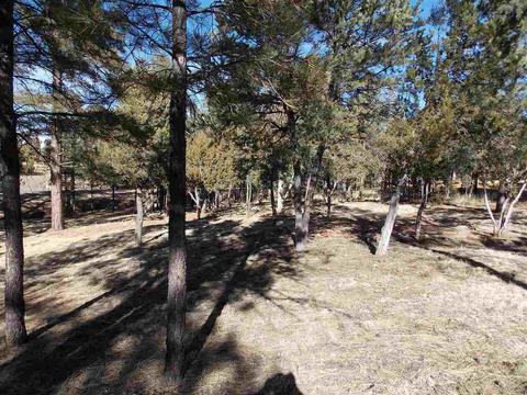 2821 Cougar Ln, Overgaard, AZ 85933 photo 1