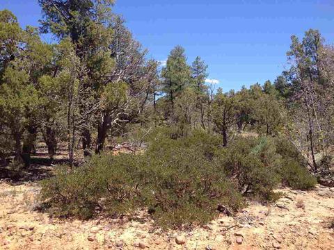931 Falling Leaf, Show Low, AZ 85901 photo 3
