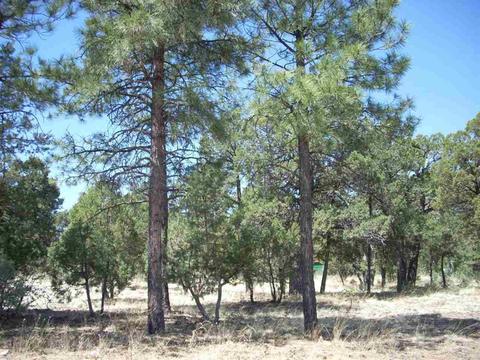2862 Buck Cir, Overgaard, AZ 85933 photo 12