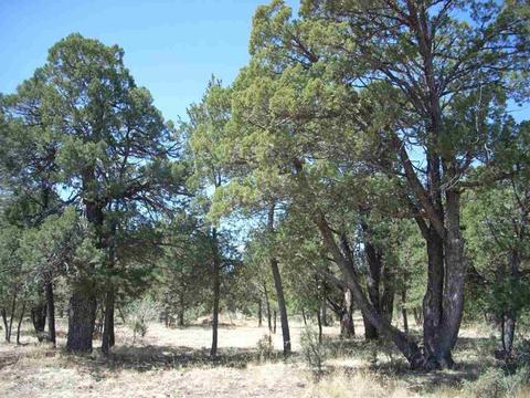 2862 Buck Cir, Overgaard, AZ 85933 photo 9