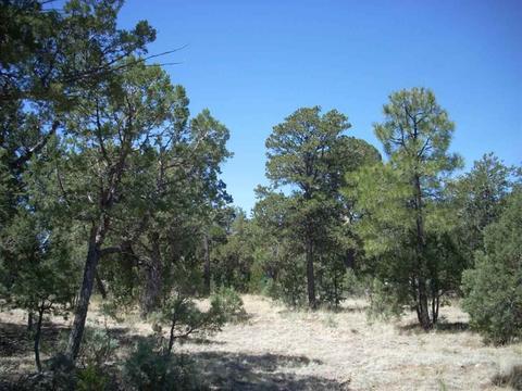 2862 Buck Cir, Overgaard, AZ 85933 photo 10