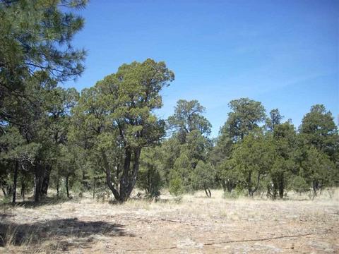 2862 Buck Cir, Overgaard, AZ 85933 photo 4