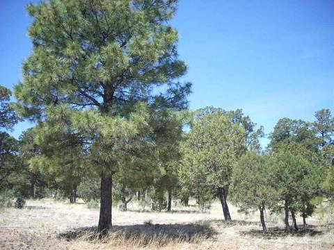 2862 Buck Cir, Overgaard, AZ 85933 photo 7