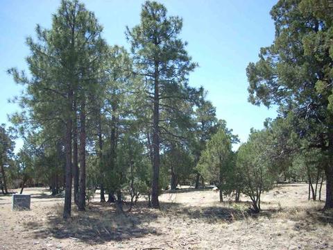 2862 Buck Cir, Overgaard, AZ 85933 photo 1