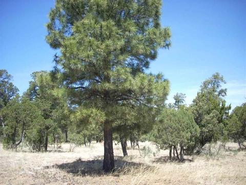 2862 Buck Cir, Overgaard, AZ 85933 photo 6