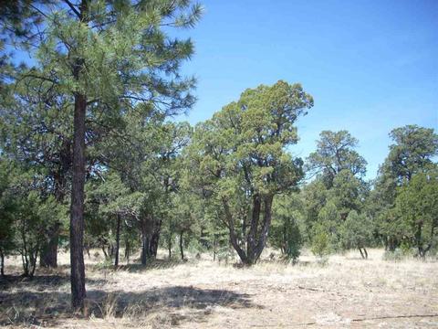 2862 Buck Cir, Overgaard, AZ 85933 photo 3