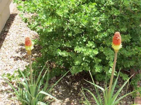 1984 Pine Cone Cir, Overgaard, AZ 85933 photo 27