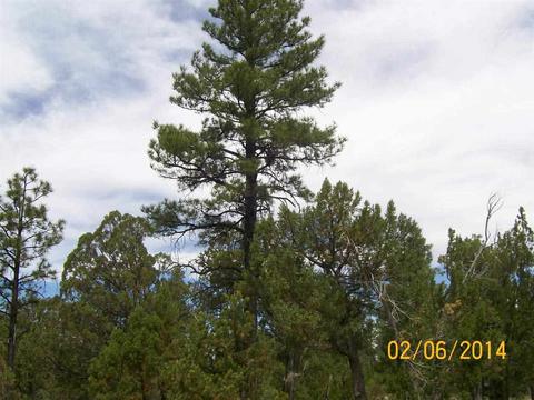 2004 Running Elk, Overgaard, AZ 85933 photo 6