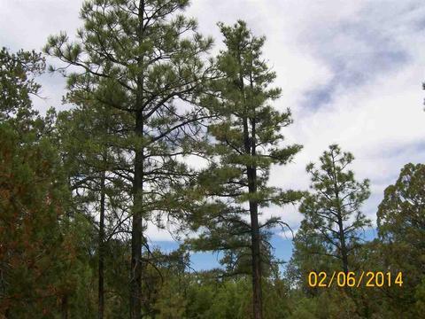 2004 Running Elk, Overgaard, AZ 85933 photo 7
