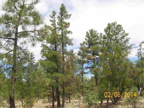 2004 Running Elk, Overgaard, AZ 85933 photo 9