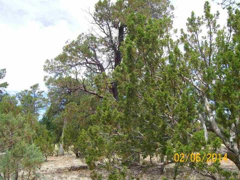 2004 Running Elk, Overgaard, AZ 85933 photo 15