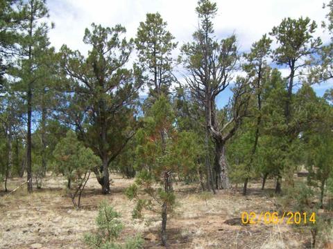 2004 Running Elk, Overgaard, AZ 85933 photo 12